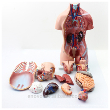 TUNK ANATOMY 12021 plástico 23 piezas 45 cm de tamaño medio de doble sexo PVC cuerpos humanos anatómicos torso del cuerpo modelo